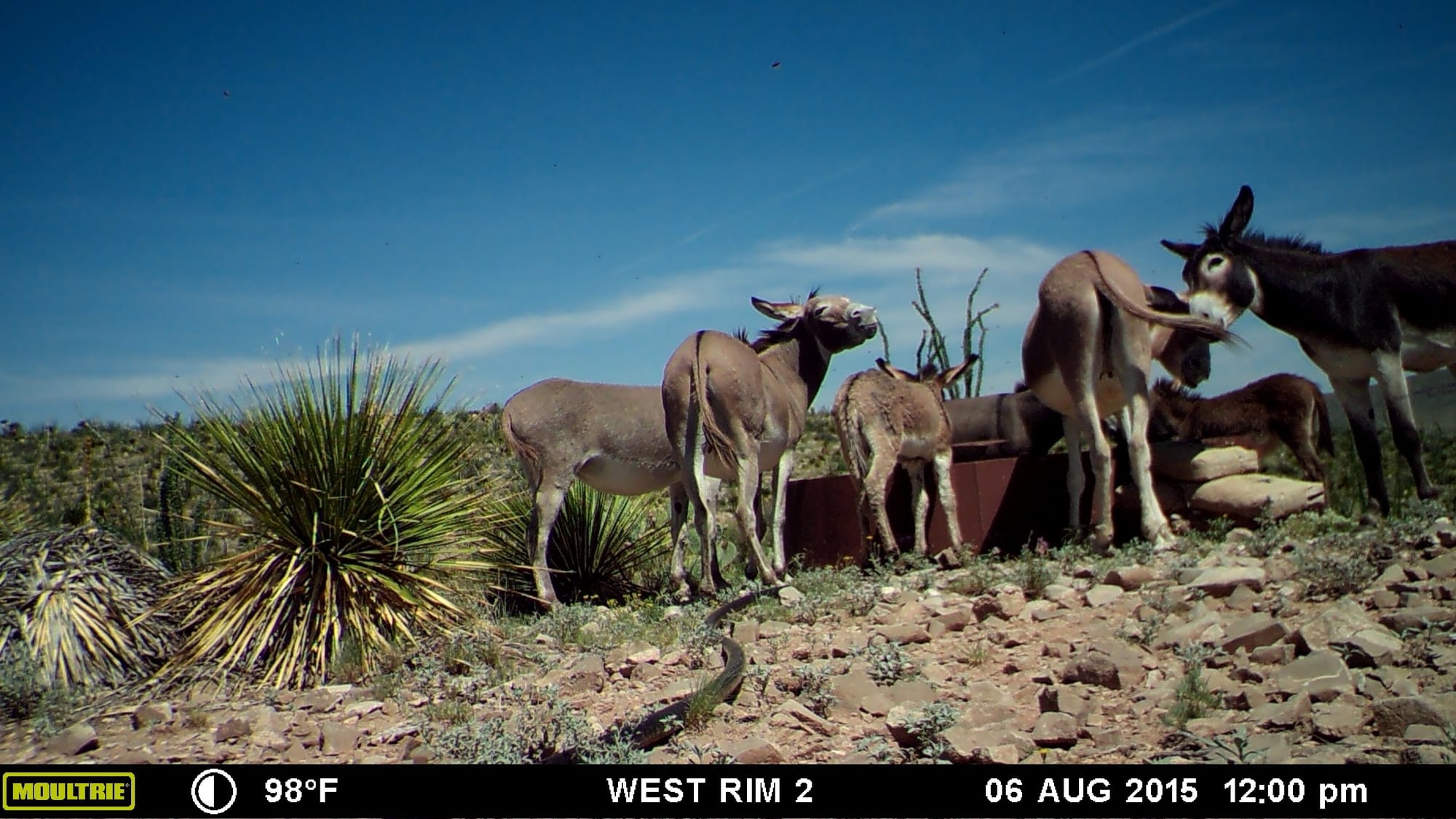 Circle Ranch Game Cameras - Mid Fall 2016