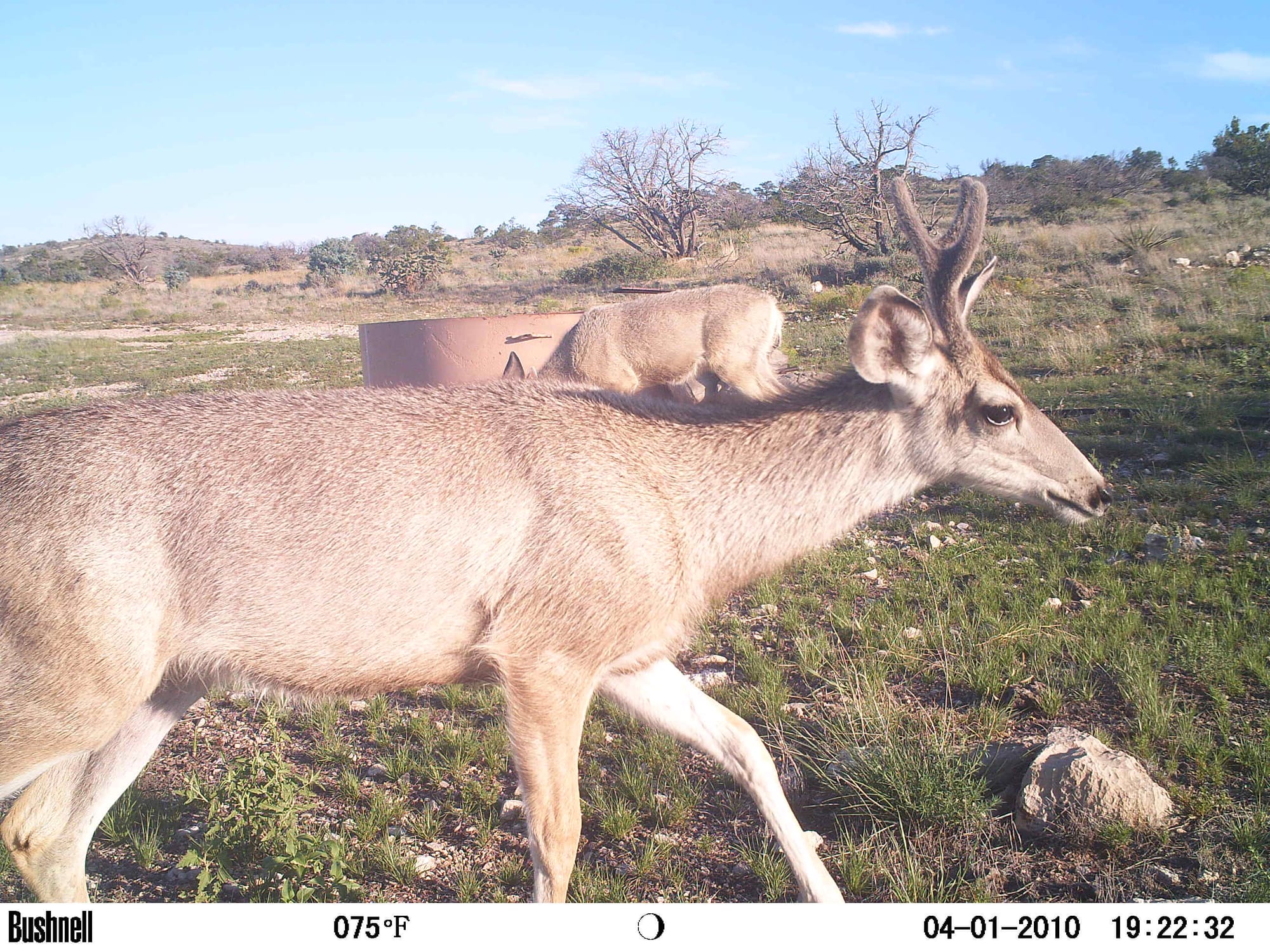 Circle Ranch Game Cameras: Using Biodiversity to Restore Desert Grasslands