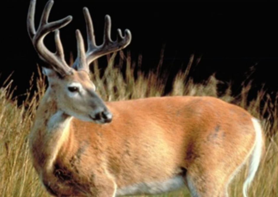 chronic_wasting_texas