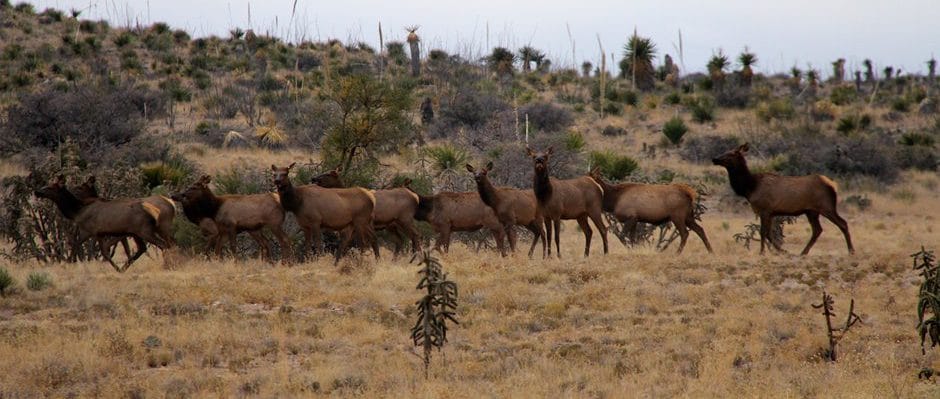 Legislation Reclassifying Elk as 'Exotic'