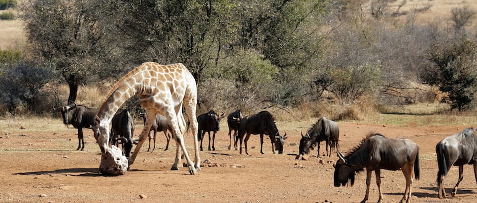 Learning from Africa's Herbivores