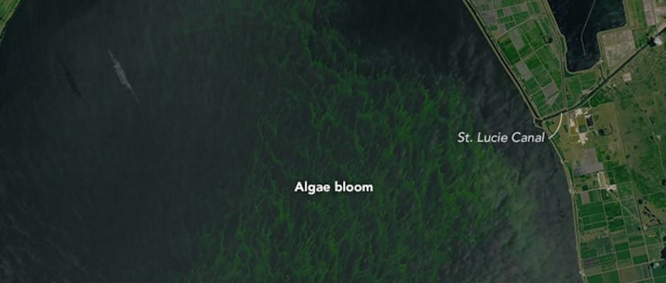 algae_bloom