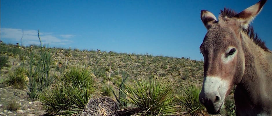 circle_ranch_texas_burro