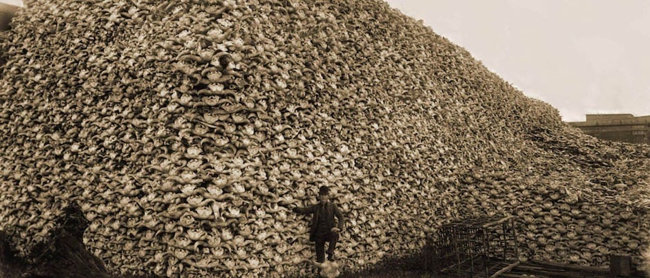 bison_killing_skulls