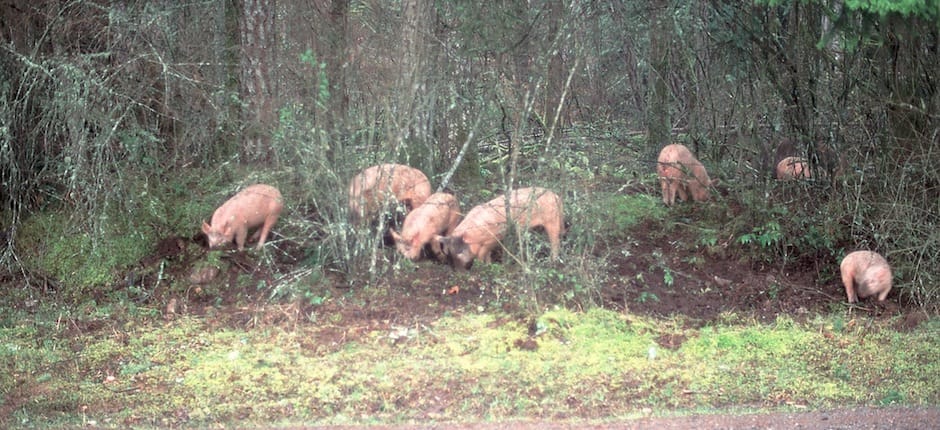 Texas Approves Feral Hog Hunting by Hot Air Balloon