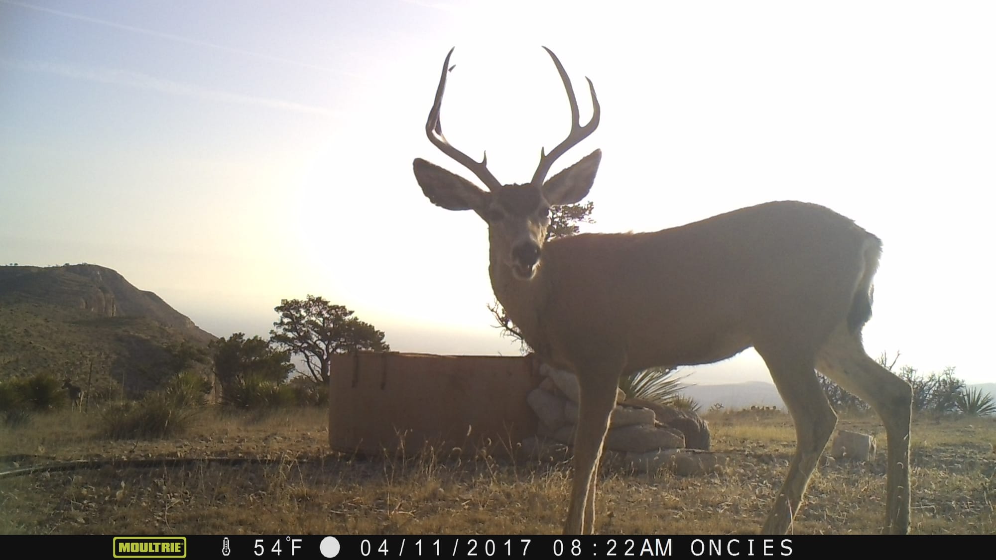 Understanding Mule Deer and Winter Feeding Fact Sheet