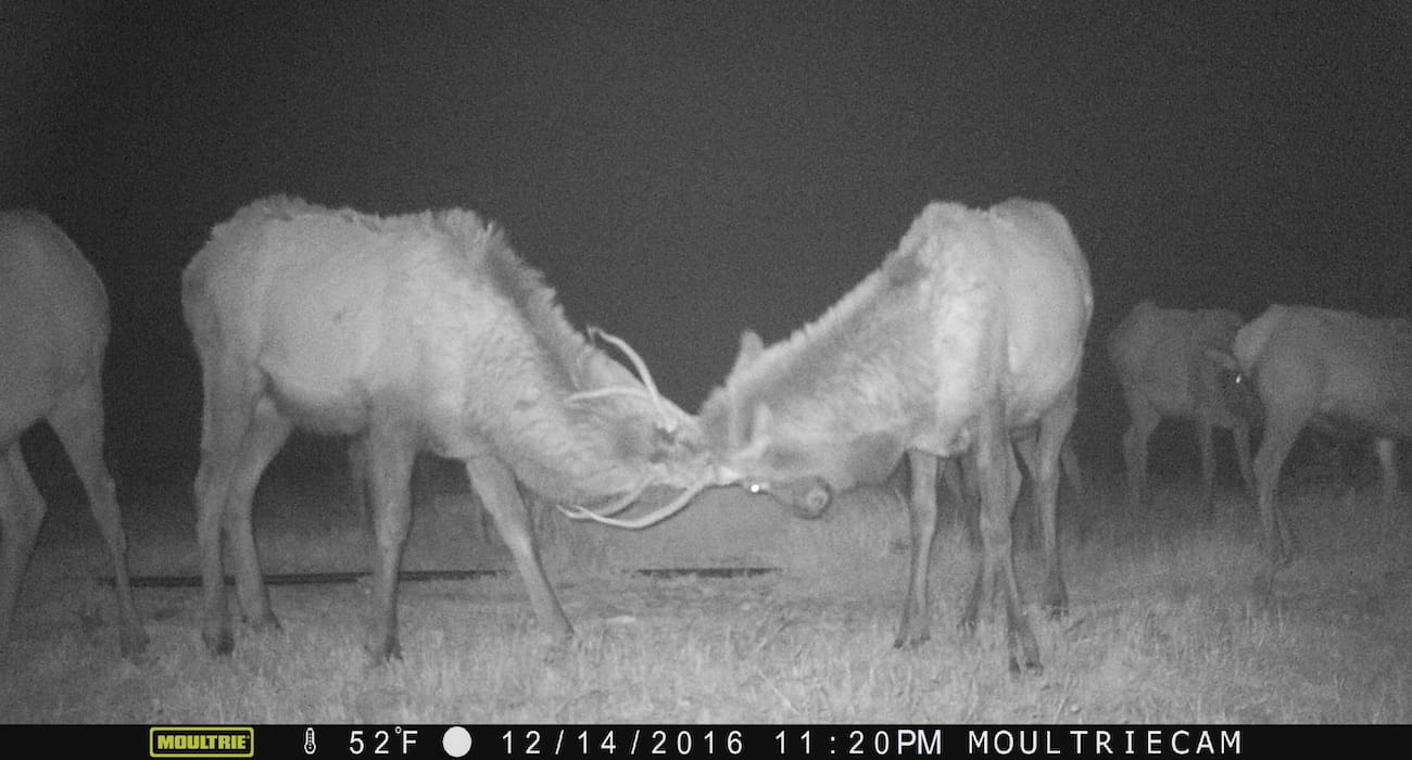 west_texas_elk