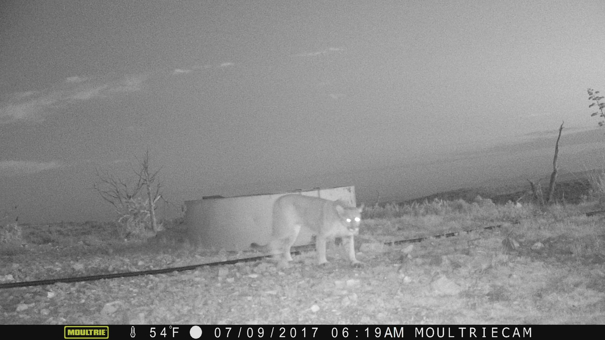 Mountain Lions of Far-West Texas