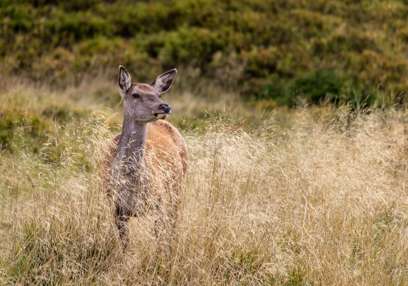 deer_west_texas