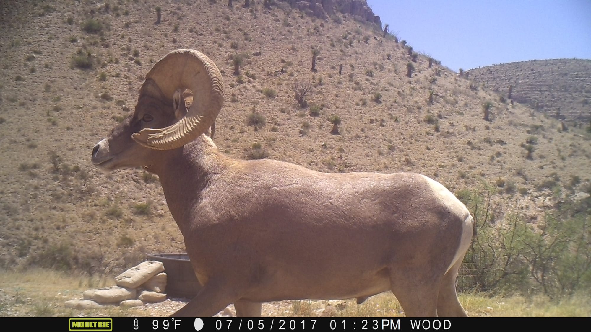 Circle Ranch Wildlife Cameras - Summer 2017