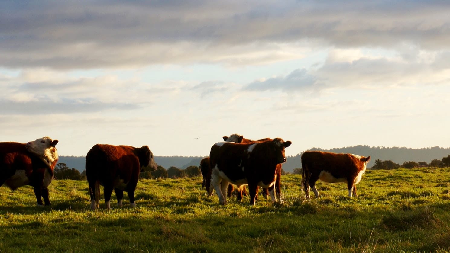 Can Livestock Restore Drought-Stricken Grasslands?