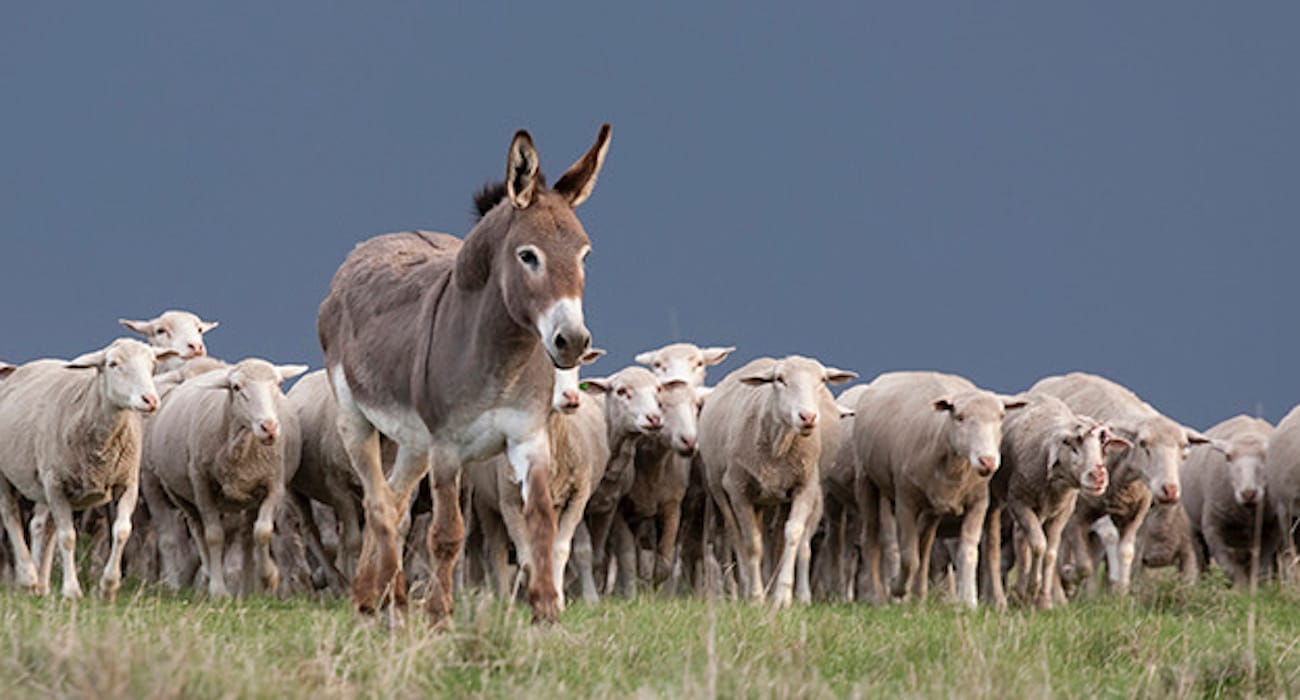 Ranchers Deploy Donkeys Against Dingoes in Australia