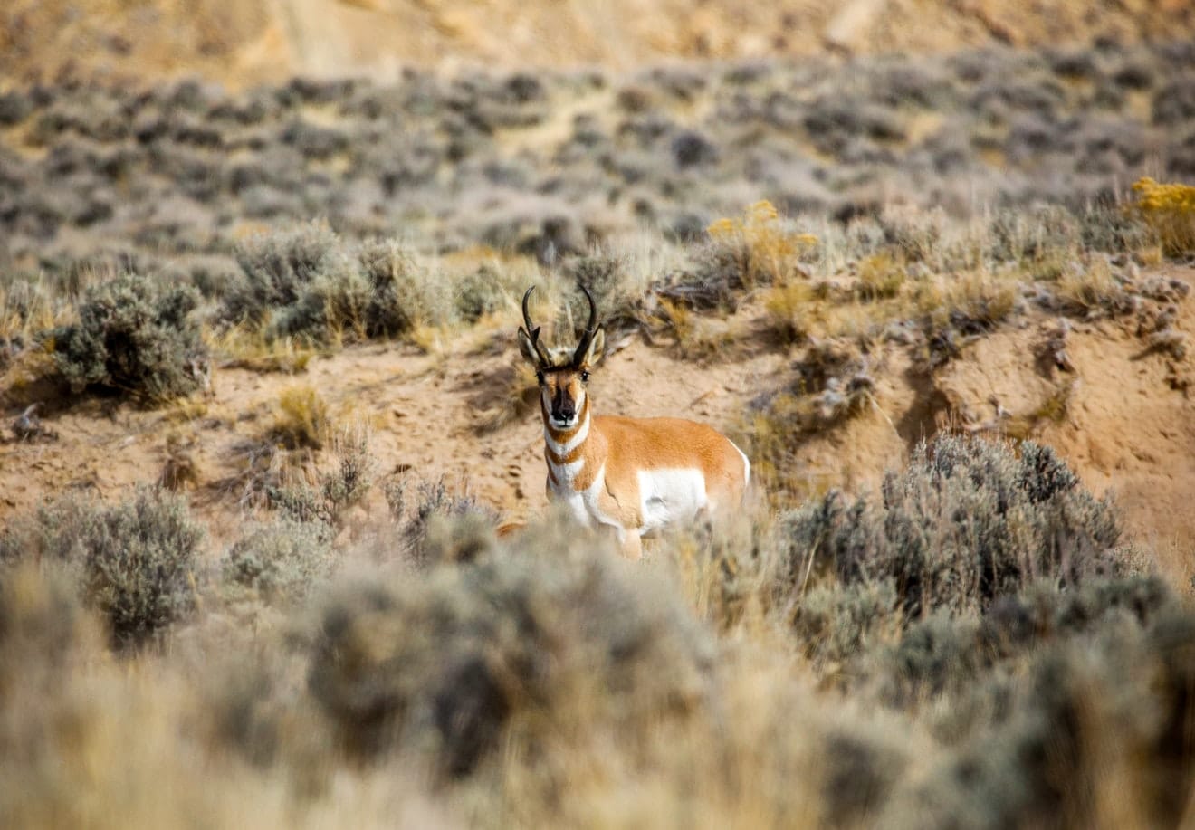 pronghorn_circle_ranch