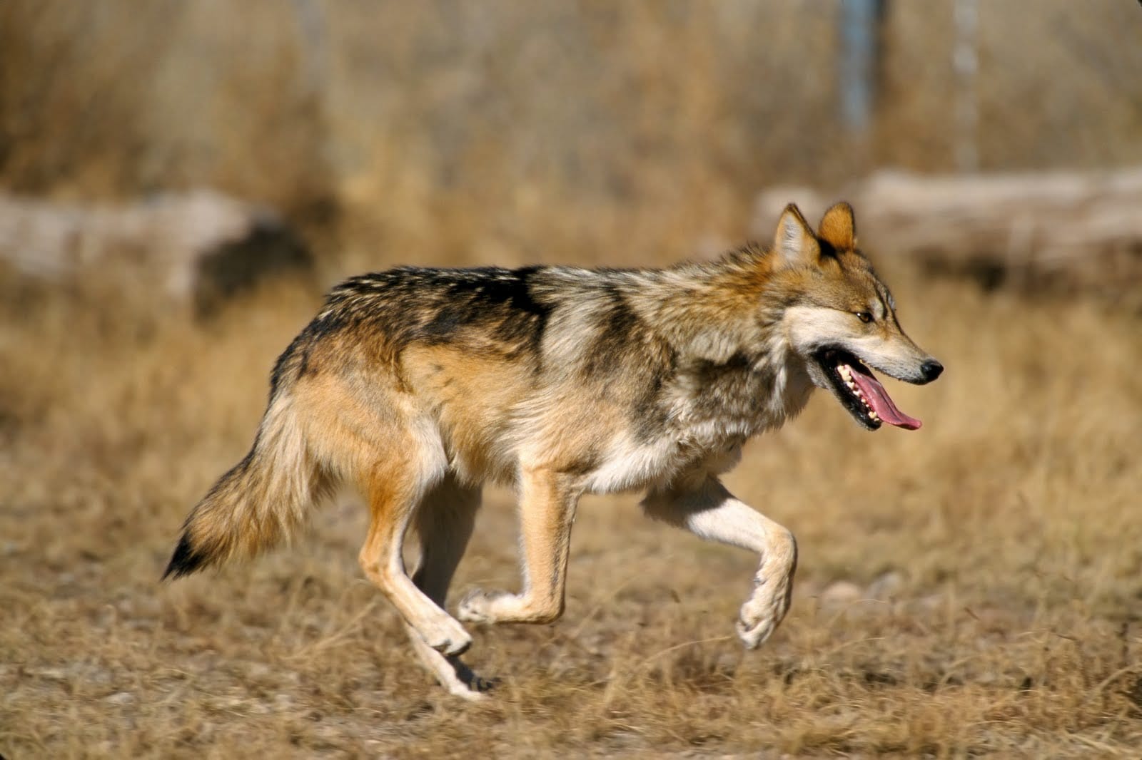 Mexican Grey Wolves Reintroduced