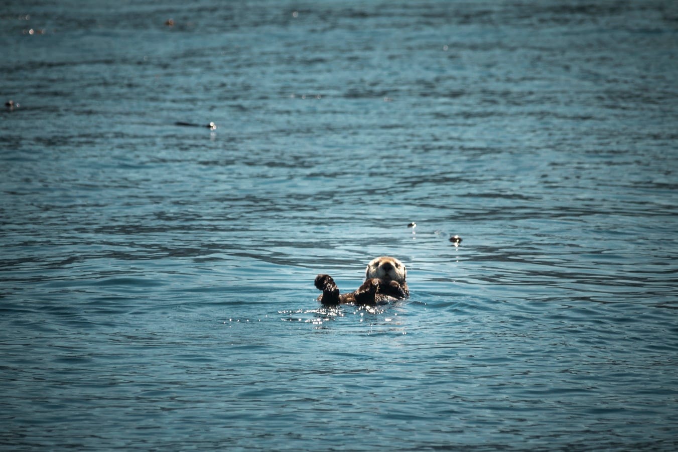 otters_bayous_texas