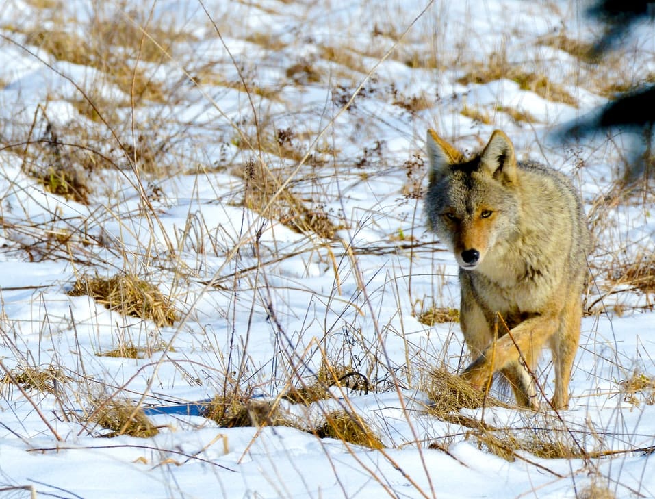 coyote_canada_2