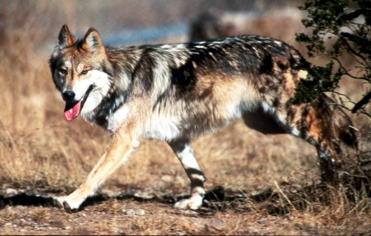 Could the Mexican Gray Wolf - Source of Fascination and Hostility - Return to the West Texas Wilds?