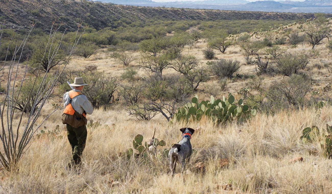 gambels_quail_arizona