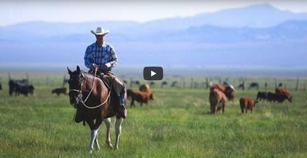 The Last Cowboy at Pine Creek Ranch