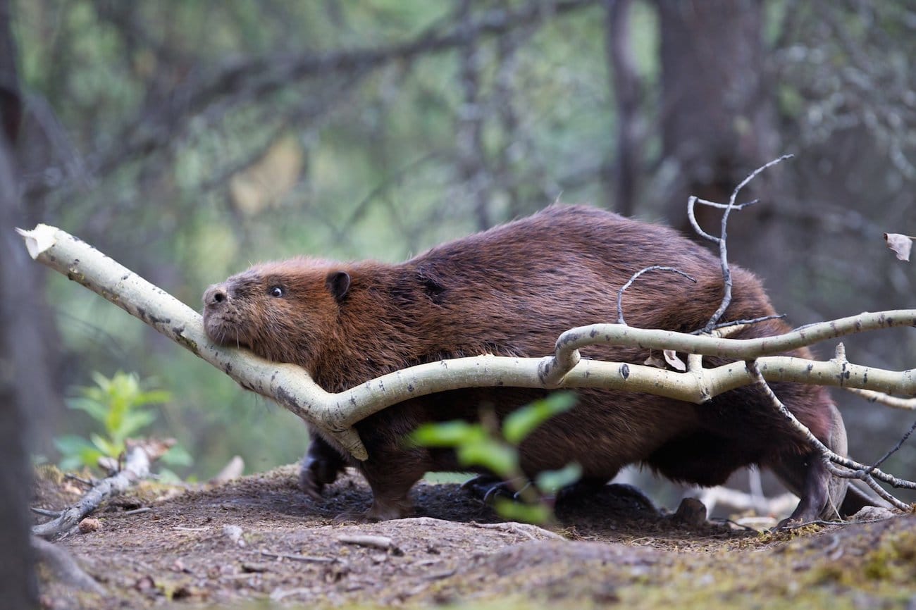 beavers_west_texas