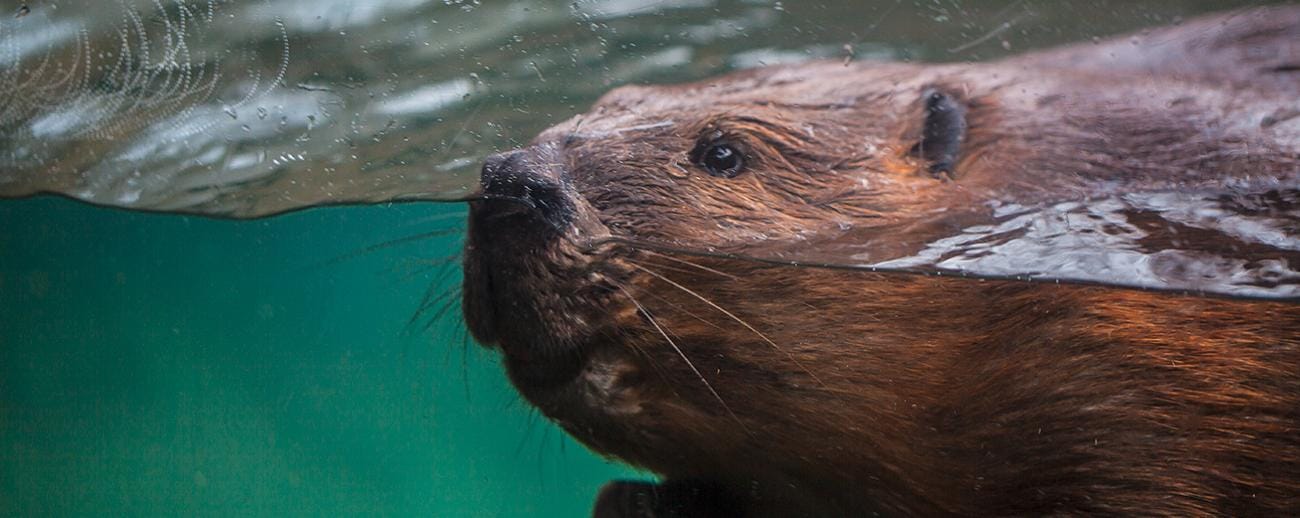 americanbeaver