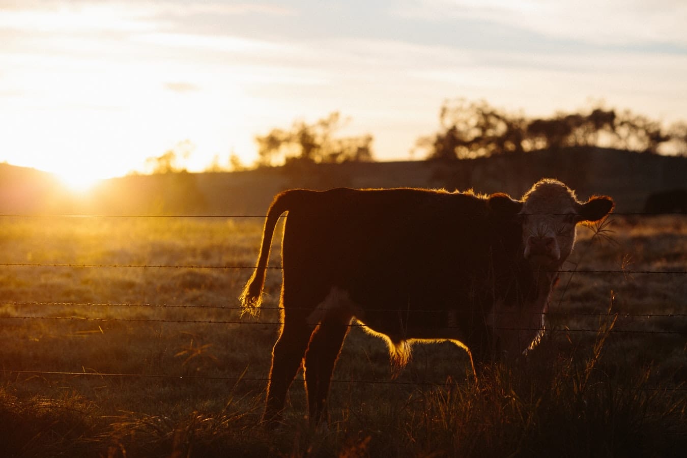 australian_cattle_erosion_control