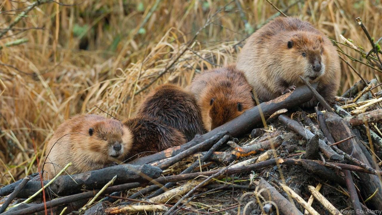 beavers_on_dam