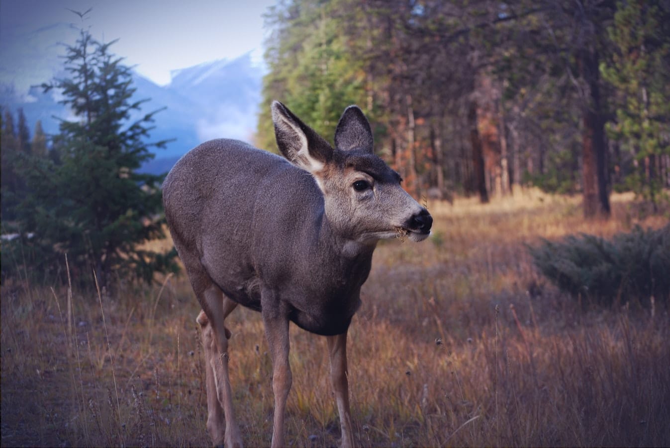 mule_deer_jasper