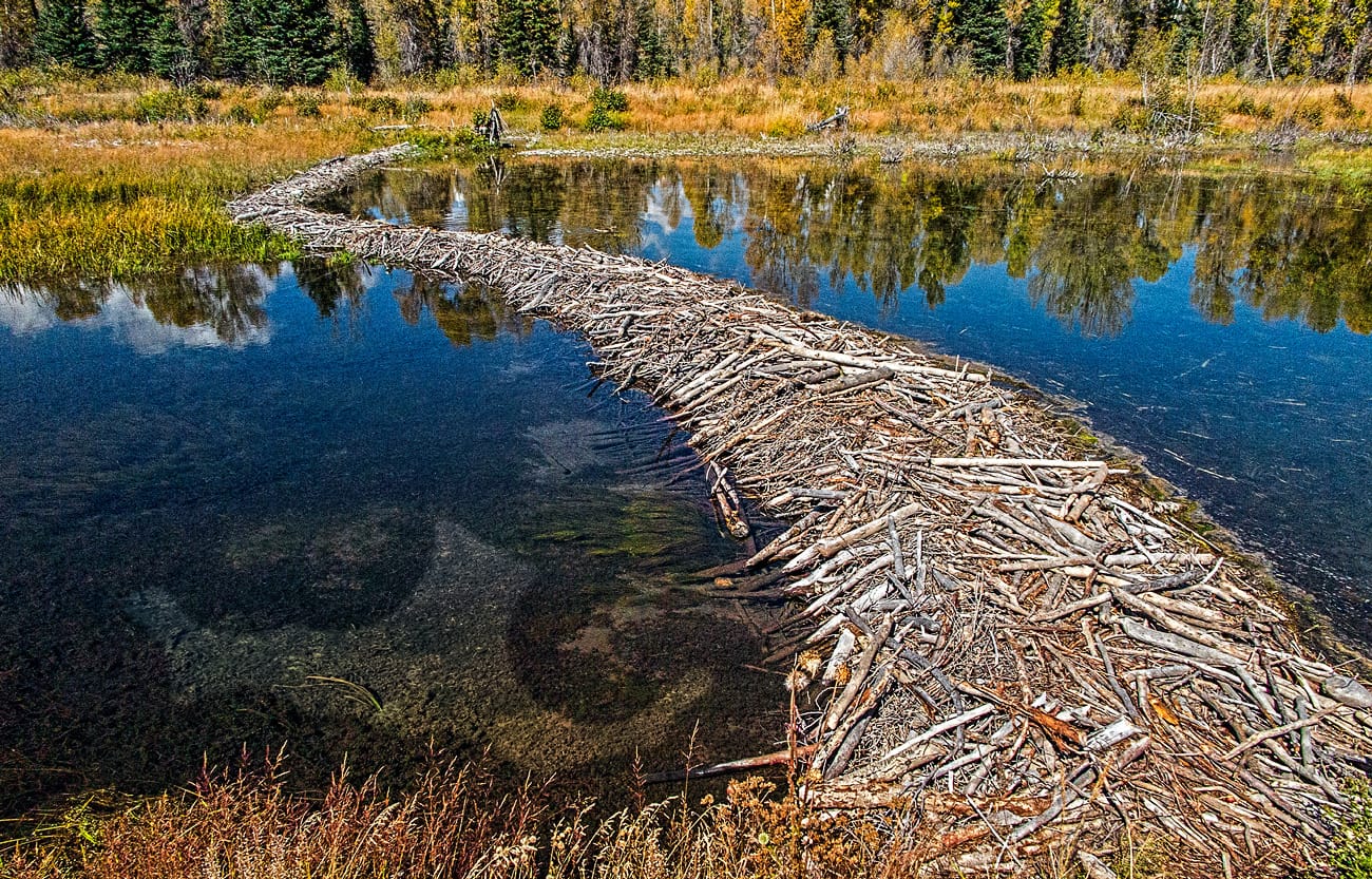 Book Review... "Eager: The Surprising, Secret Life of Beavers and Why They Matter"