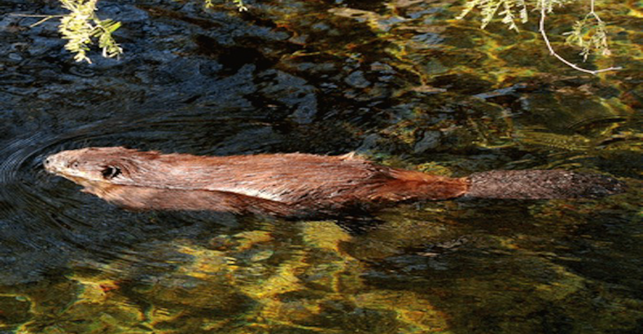 beaver_arizona