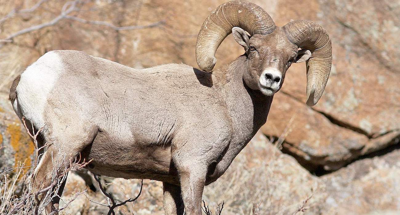 bighorn_sheep_texas