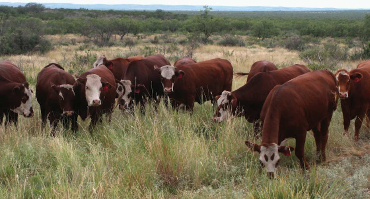 cattle_habitat_restoration