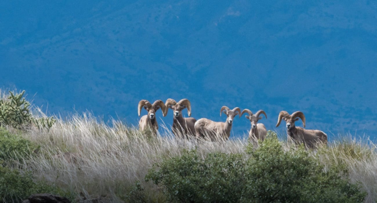 sheep_on_the_mountain