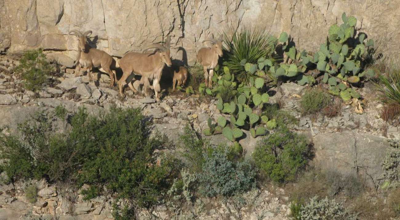 aoudad_feature_sept2018