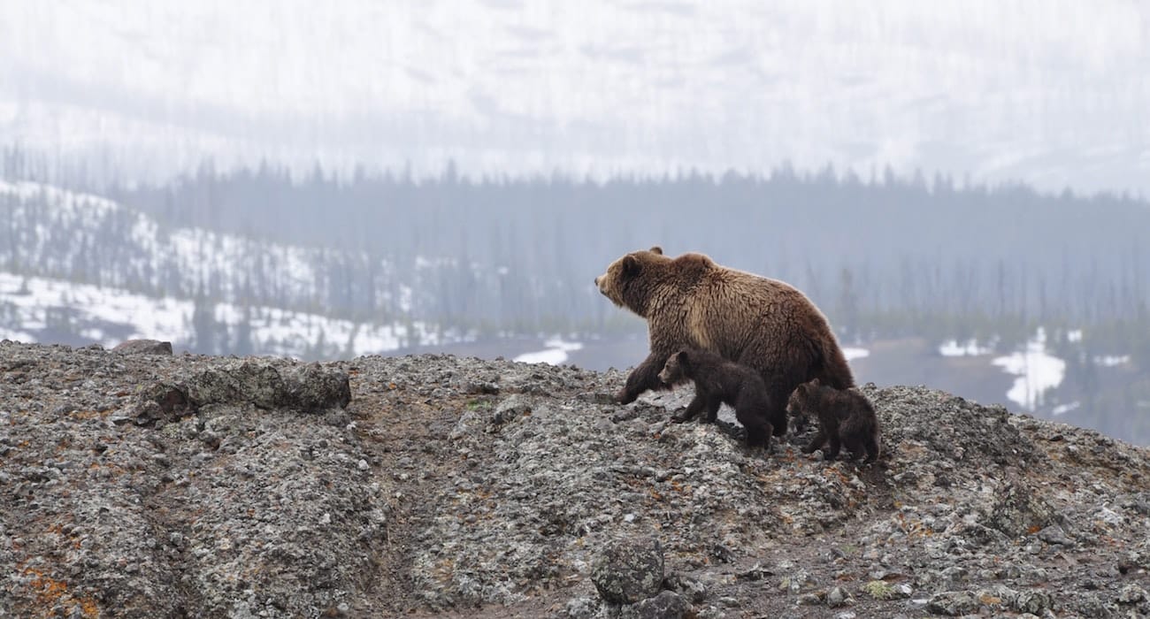 Yellowstone Grizzly Bears Protected After Judge Bans Hunting