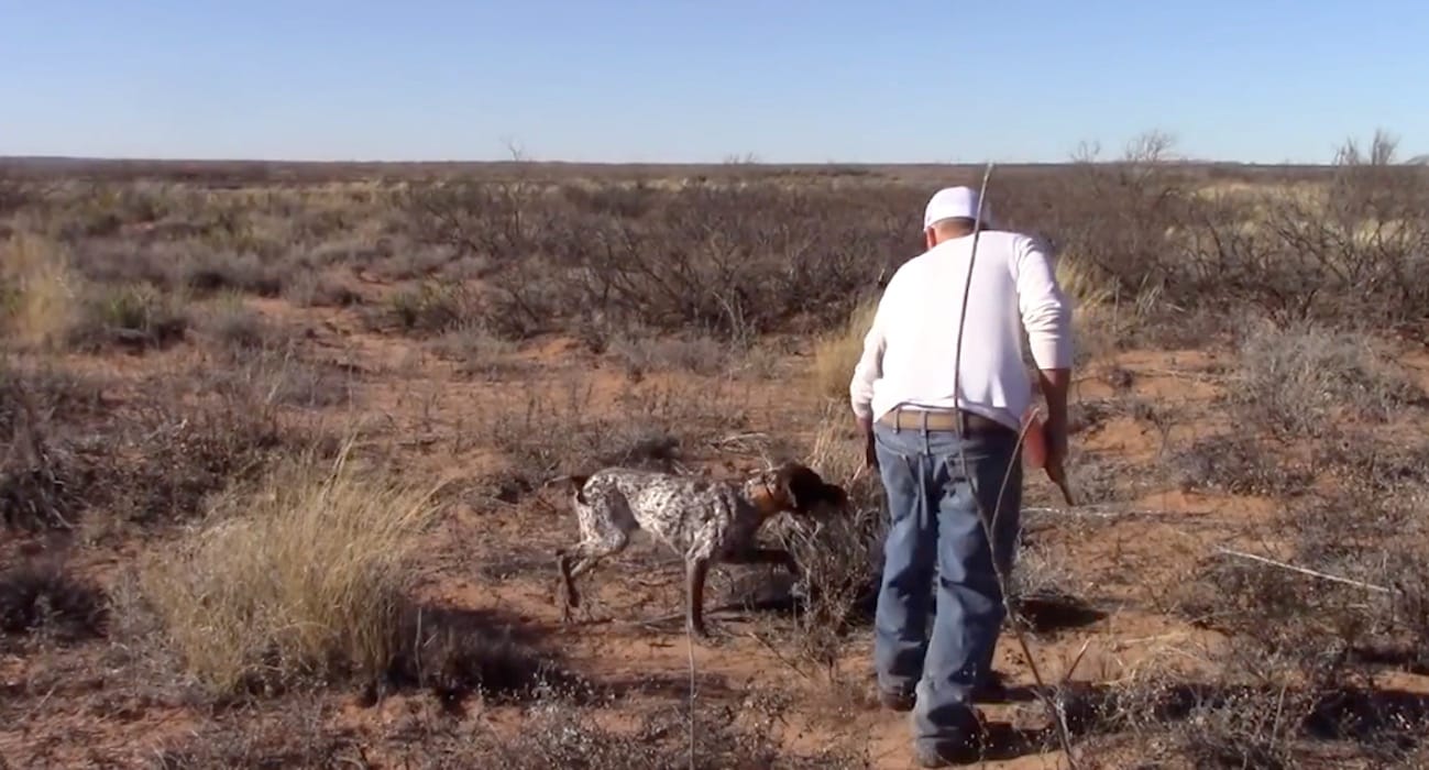 scaled_quail_hunting_film