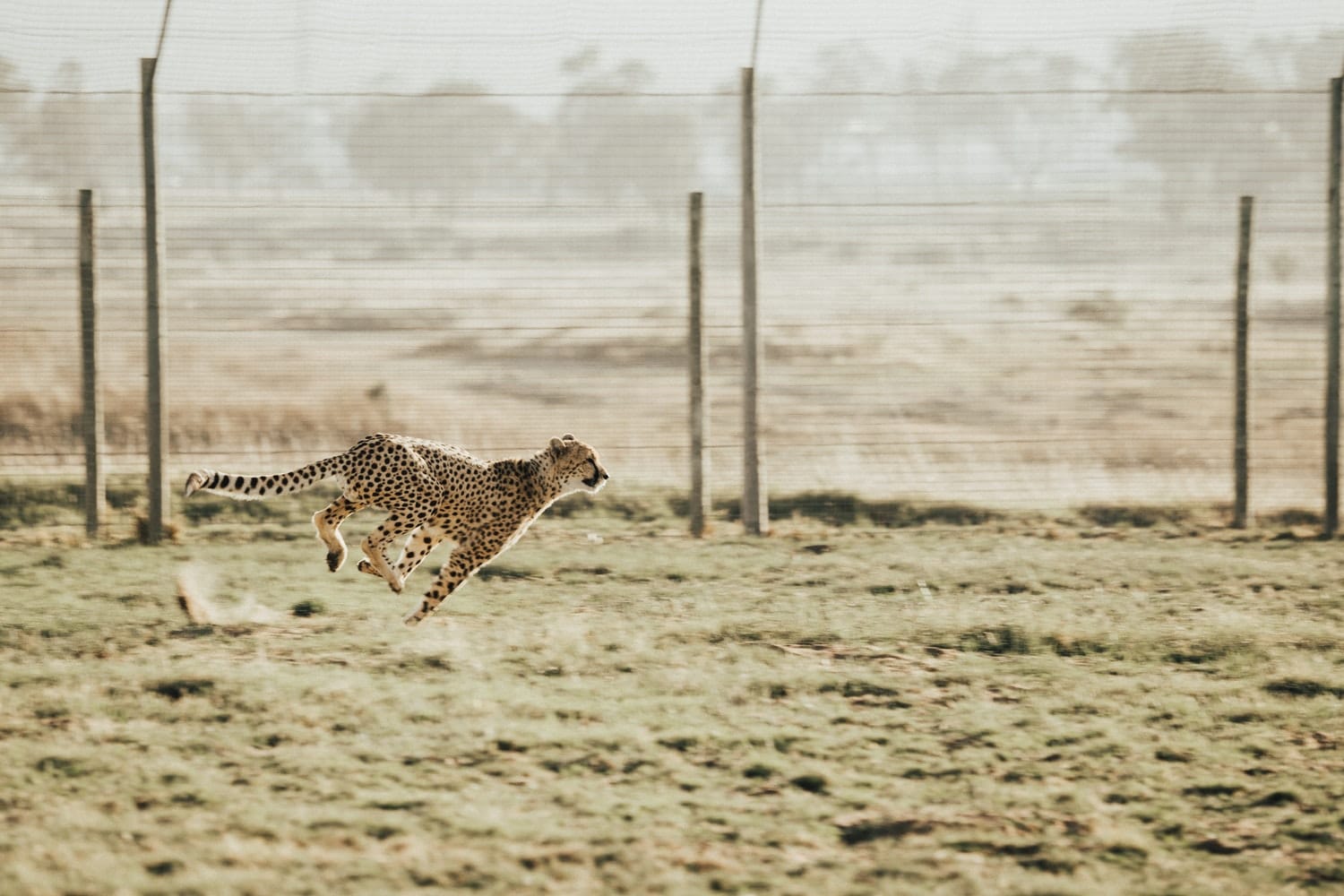 Did the American Cheetah Make the Pronghorn Fast?