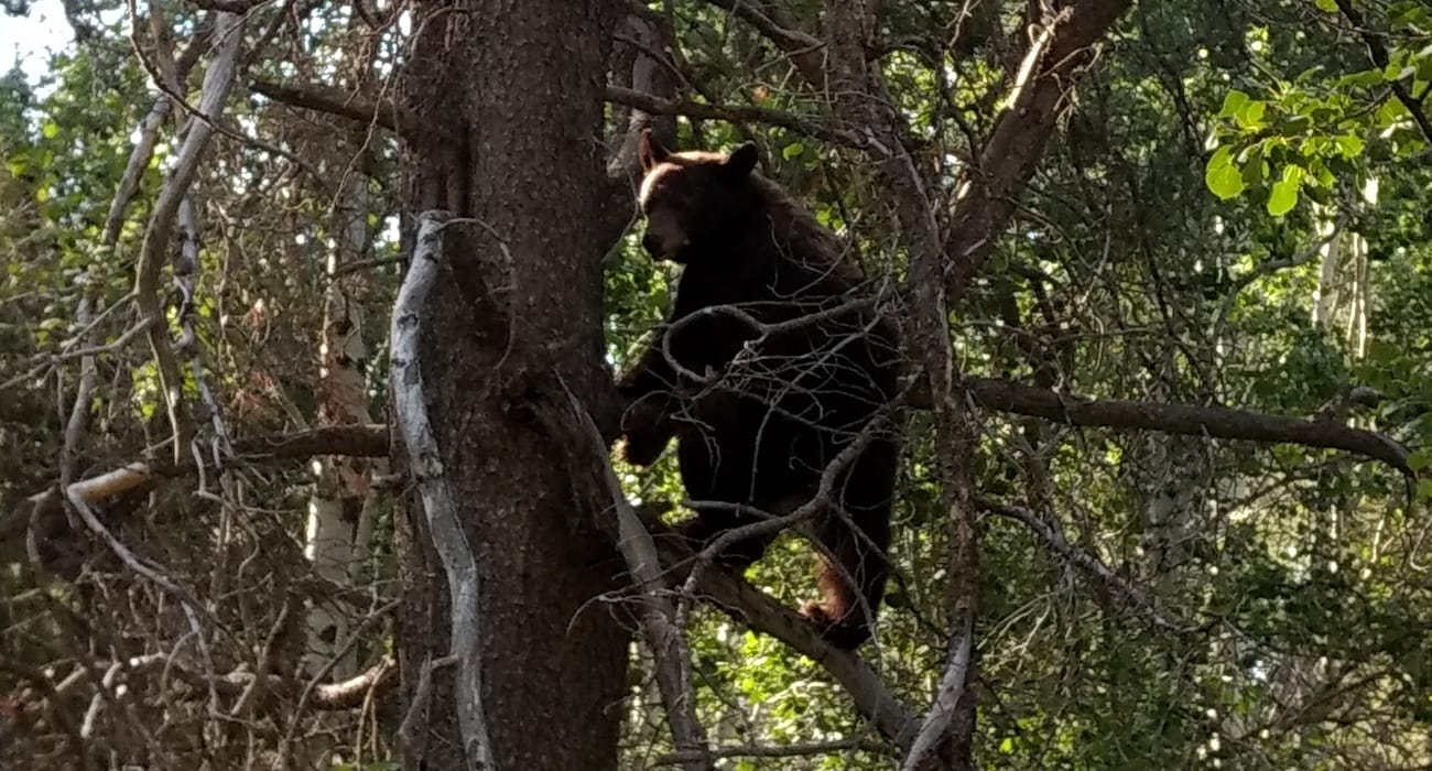 bears_pitchstone_waters_idaho