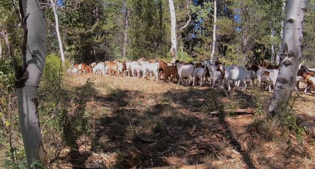 goats_pitchstone_waters_idaho