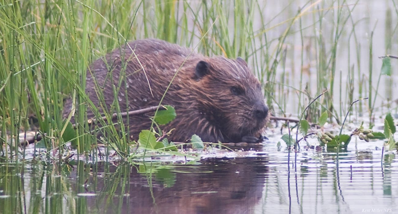 beaver_idaho