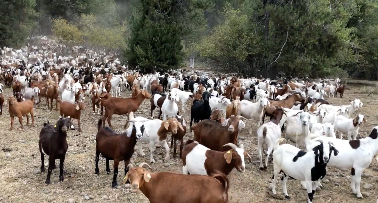 pitchstone_goats_idaho