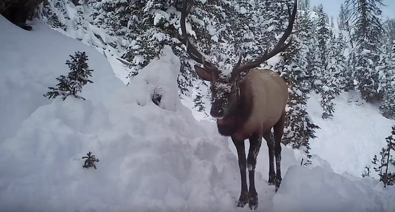 elk_migrations_wyoming