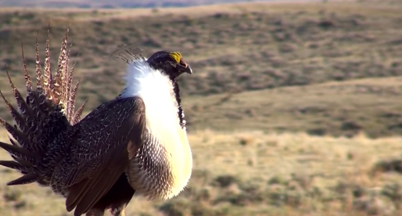 sage_grouse_colorado