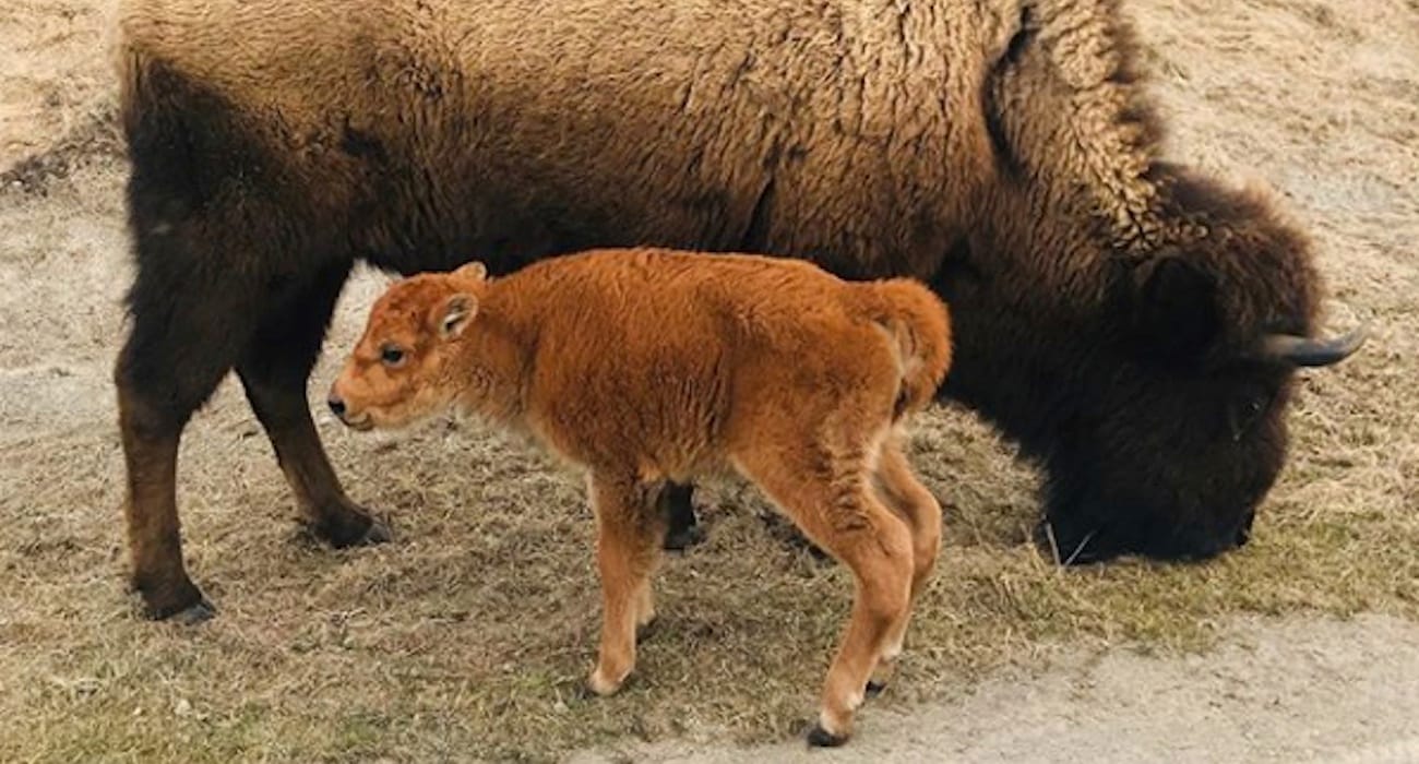 first_bison_calf_idaho