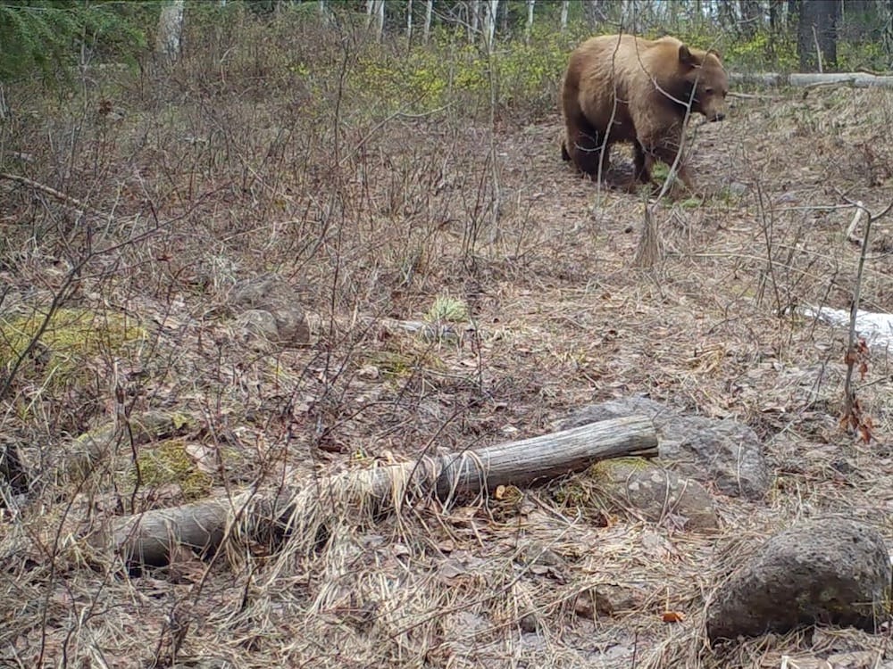 bear_pitchstone_waters_idaho