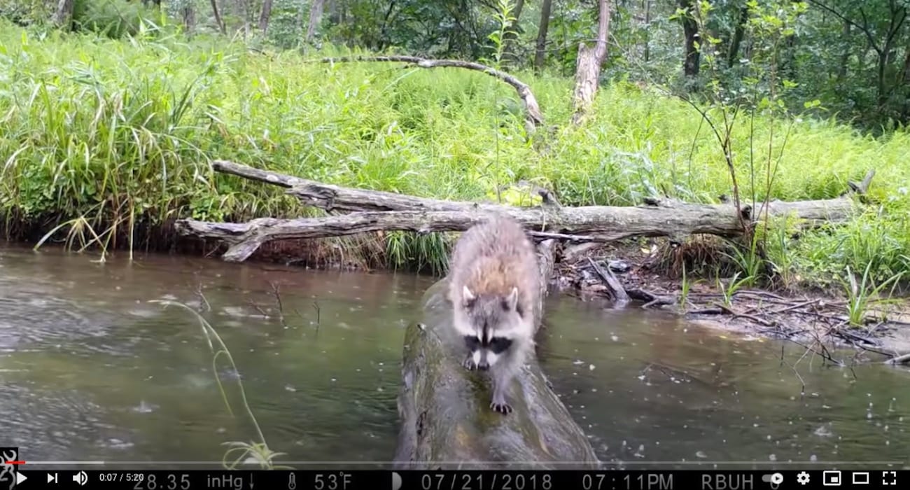 Wildlife Using a Log Bridge in Pennsylvania