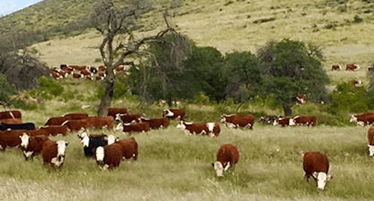 Stocking Rates vs. Grazing Days, Recovery Rates and Necessary Impact