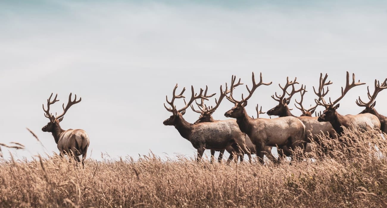 Wyoming Elk Migration