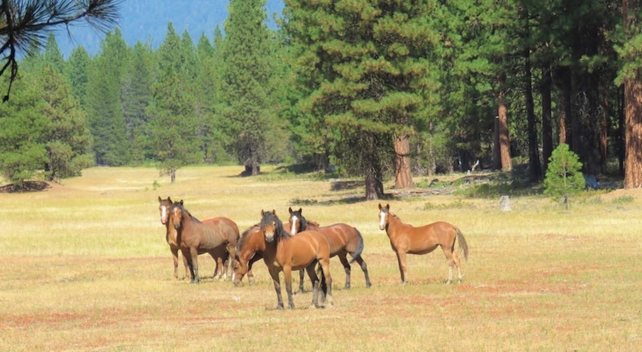 Understanding ‘Wild Horse Fire Brigade’ 