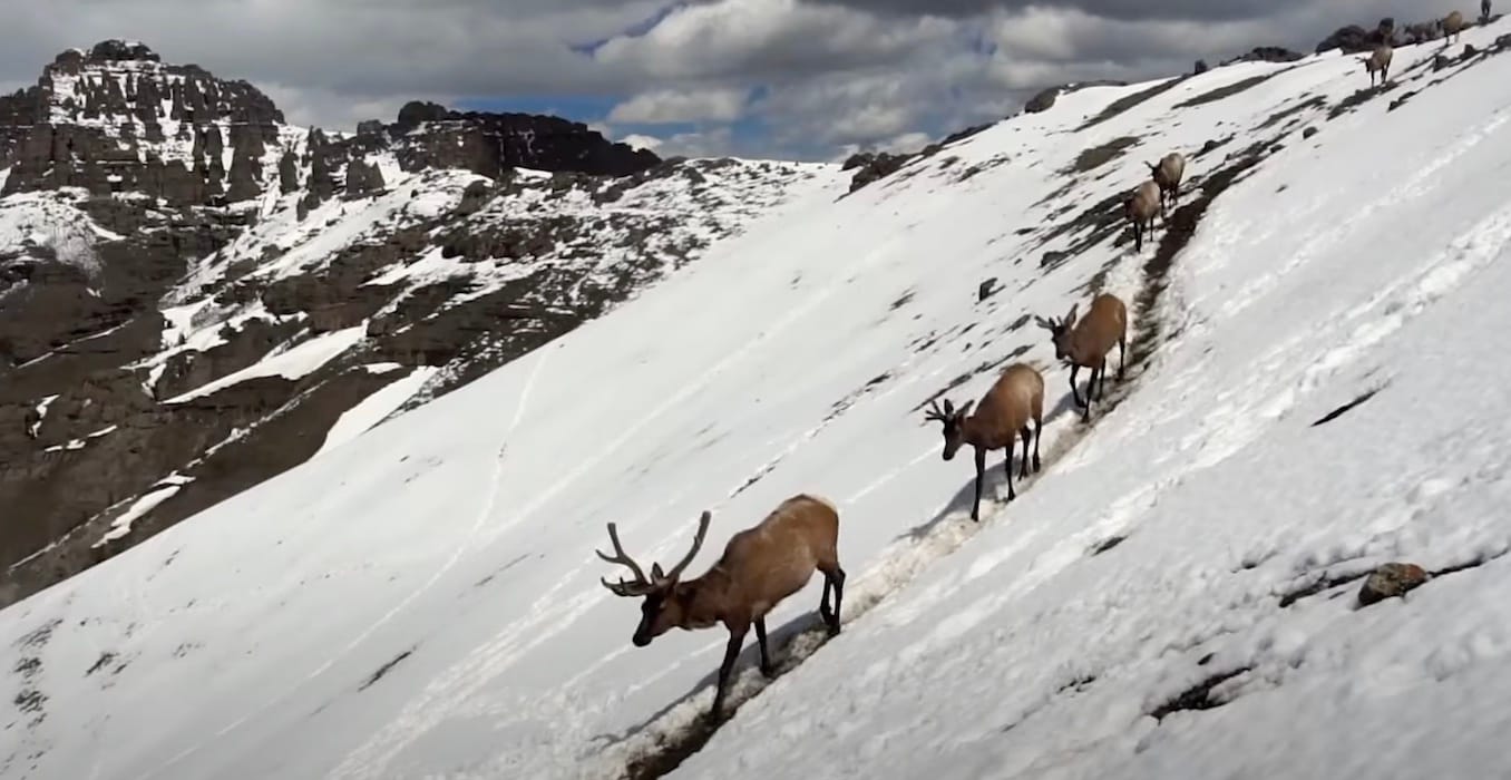 elk_migration_barriers